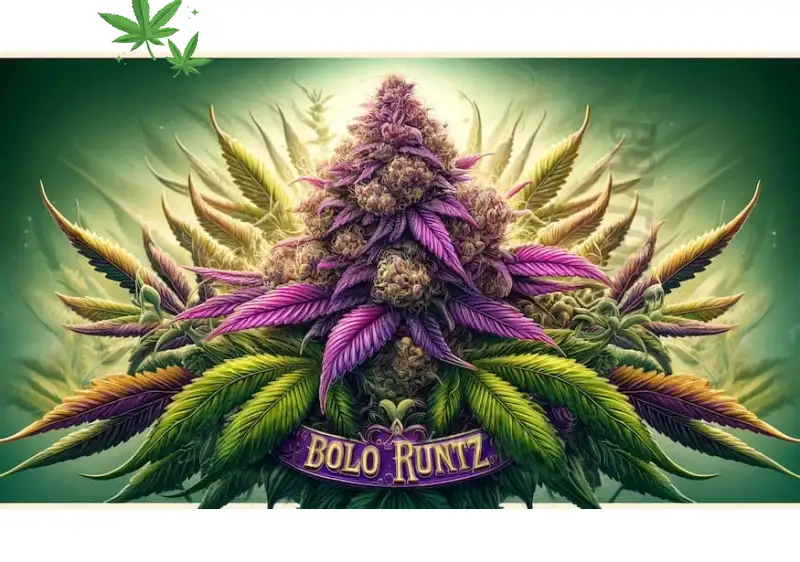 Bolo Runtz Strain: Why This Weed is a Must-Try for Cannabis Enthusiasts