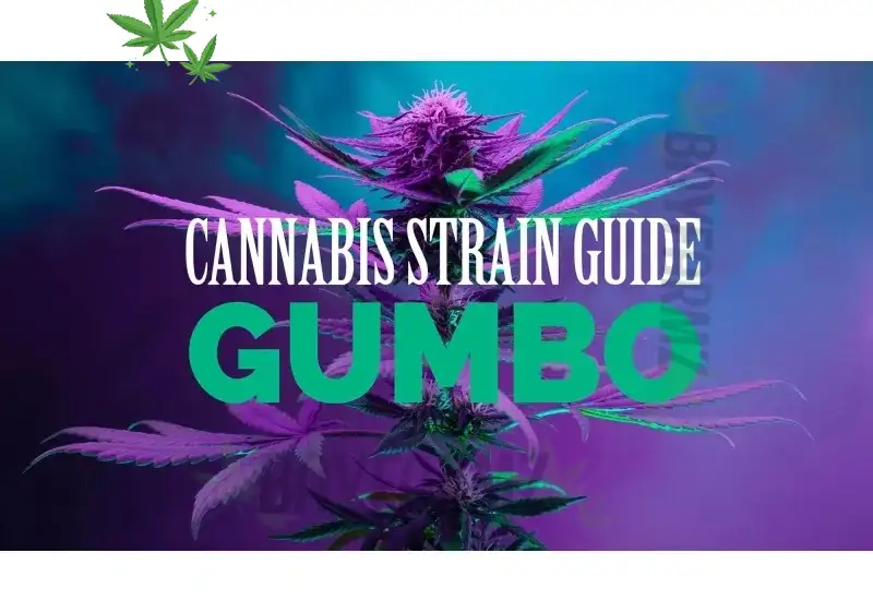 What is the Best Gumbo Strain? A Comprehensive Guide to Finding the Top Choice