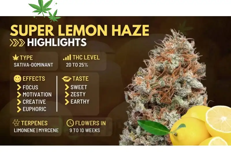 How to Buy Super Lemon Haze Online Safely: Tips for Finding Quality Products
