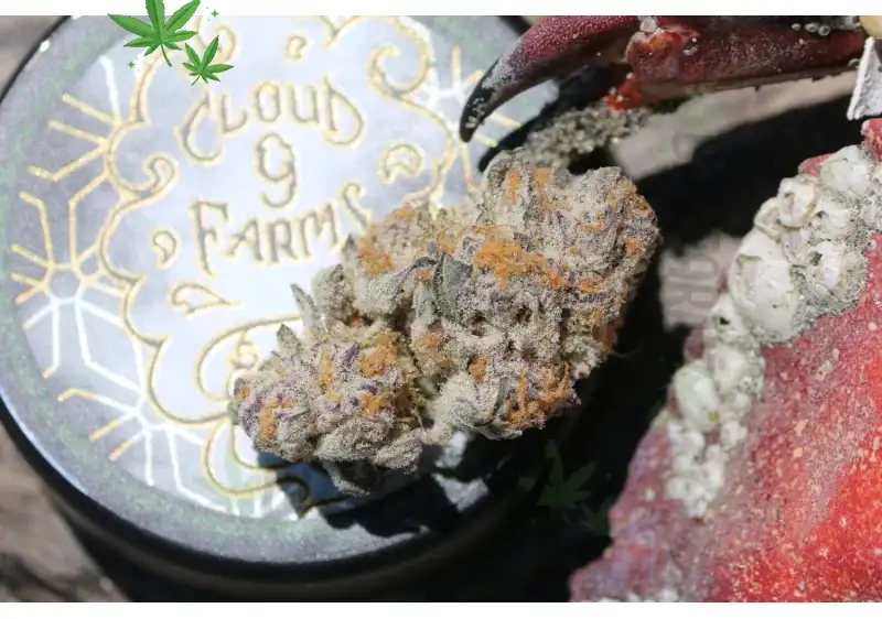 Exploring the Dirty Sprite Weed Strain: Effects, Flavor Profile, and What You Need to Know