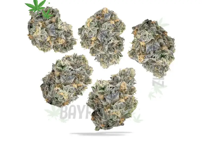 Discover the Cherry Sherbet Strain: Benefits, Flavor Profile, and Effects