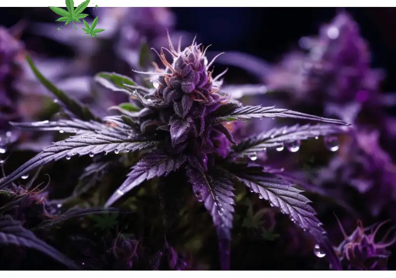 Diamond OG Feminized: The Ultimate Guide to Growing Premium Cannabis