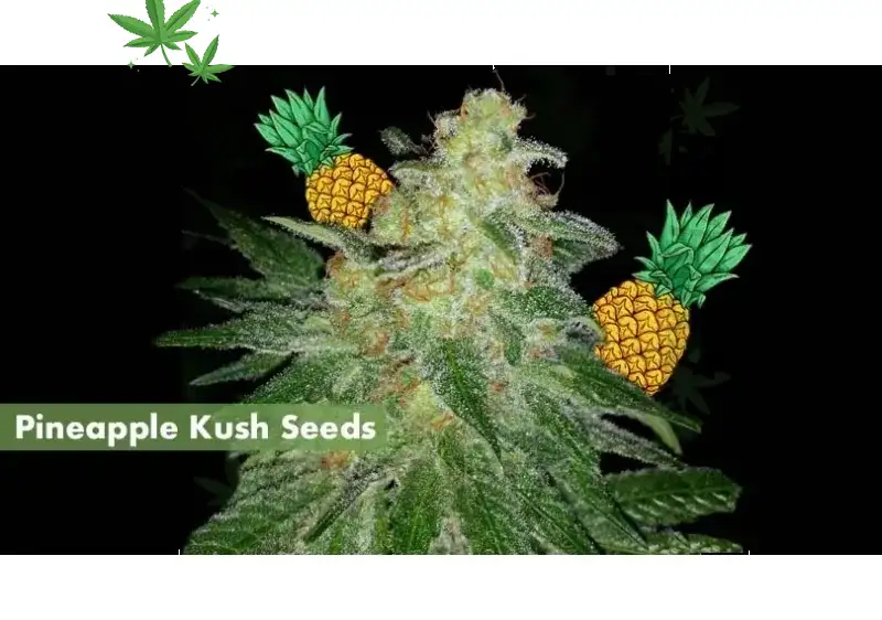 Exploring Pineapple Kush Strain: A Comprehensive Guide to Its Effects, Benefits, and Origins