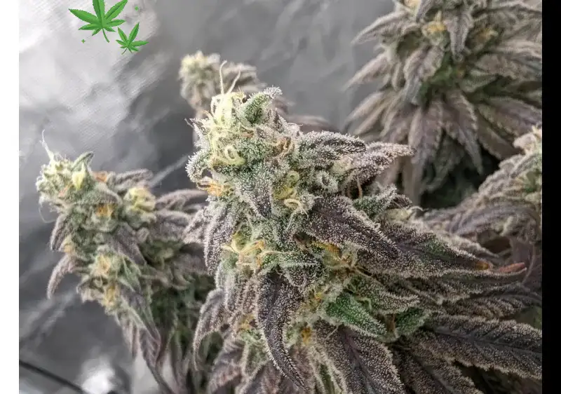 Dang It Bobby Strain: Exploring the Unique Effects and Appeal of This Cannabis Favorite