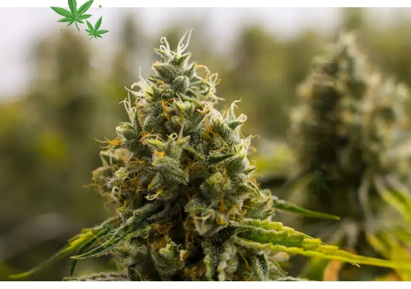 Exploring the Marshmallow Candy Strain: A Sweet Delight for Cannabis Enthusiasts