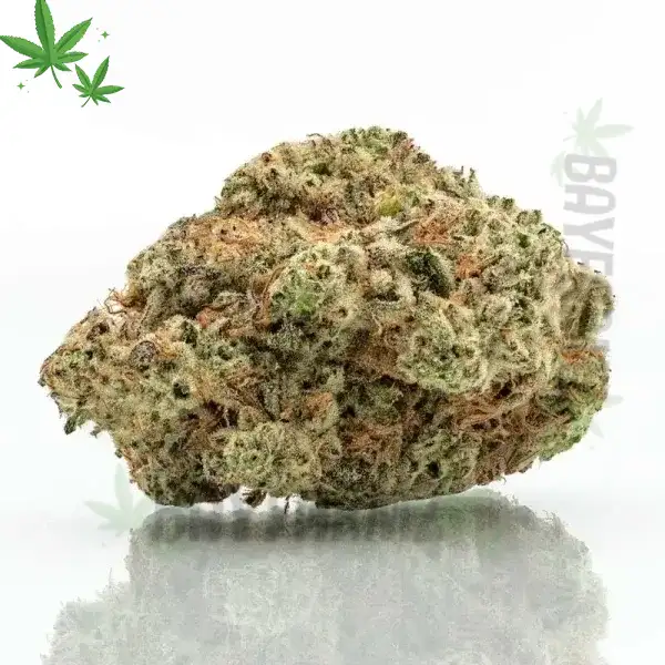 Japanese peach strain